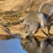 Do Squirrels Need Water in Hot Weather to Drink?