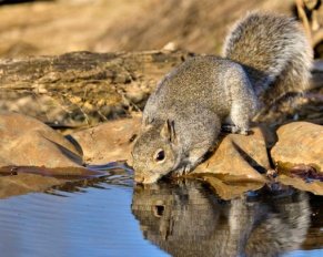 Do Squirrels Need Water in Hot Weather to Drink