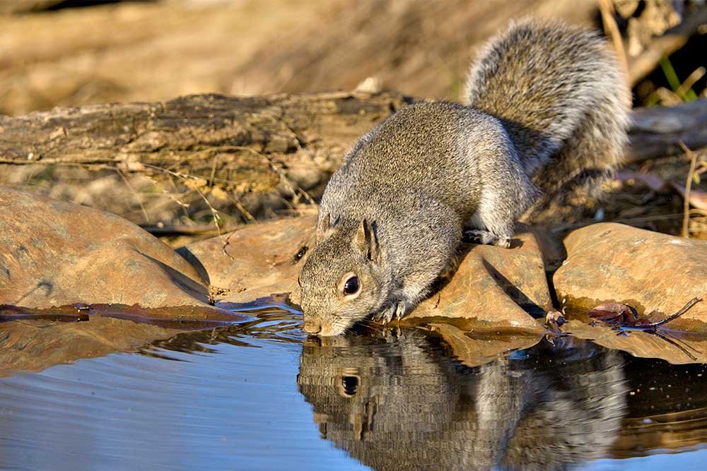 Do Squirrels Need Water in Hot Weather to Drink