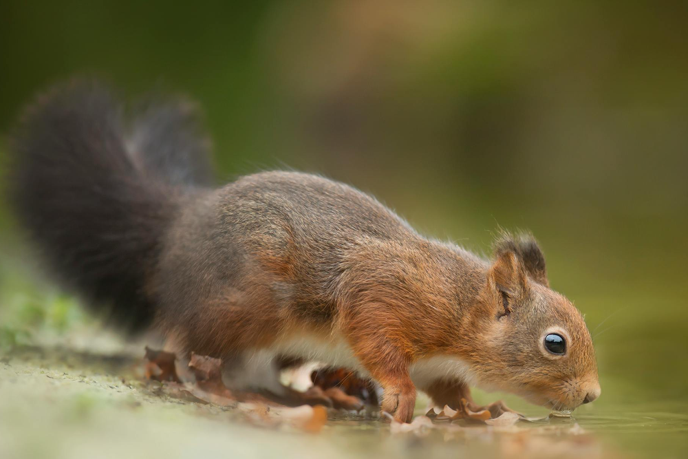 Do Squirrels Need Water in Hot Weather to Drink