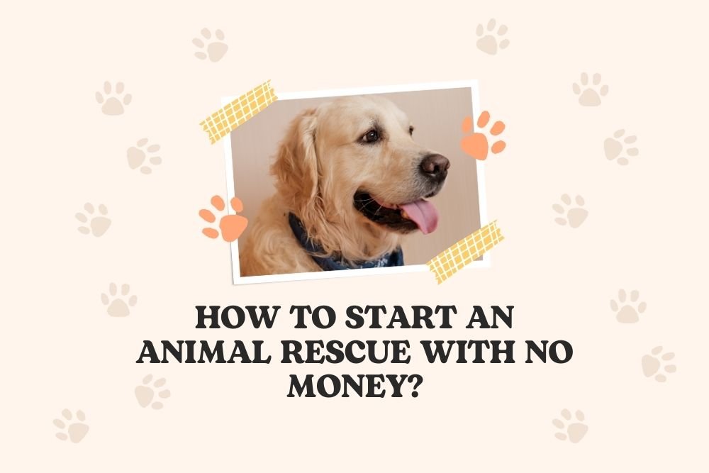 How To Start an Animal Rescue With No Money